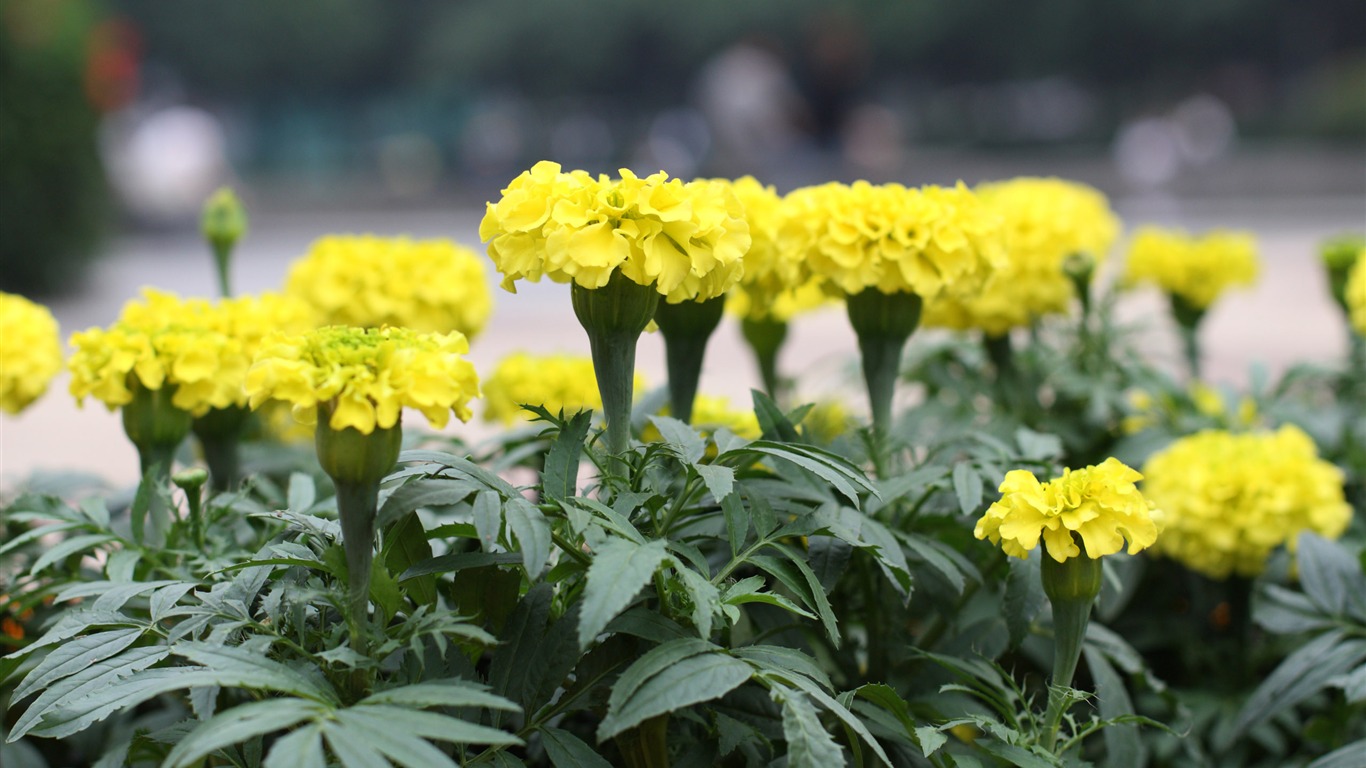 佳能 EOS 450D 樣張壁紙 #4 - 1366x768