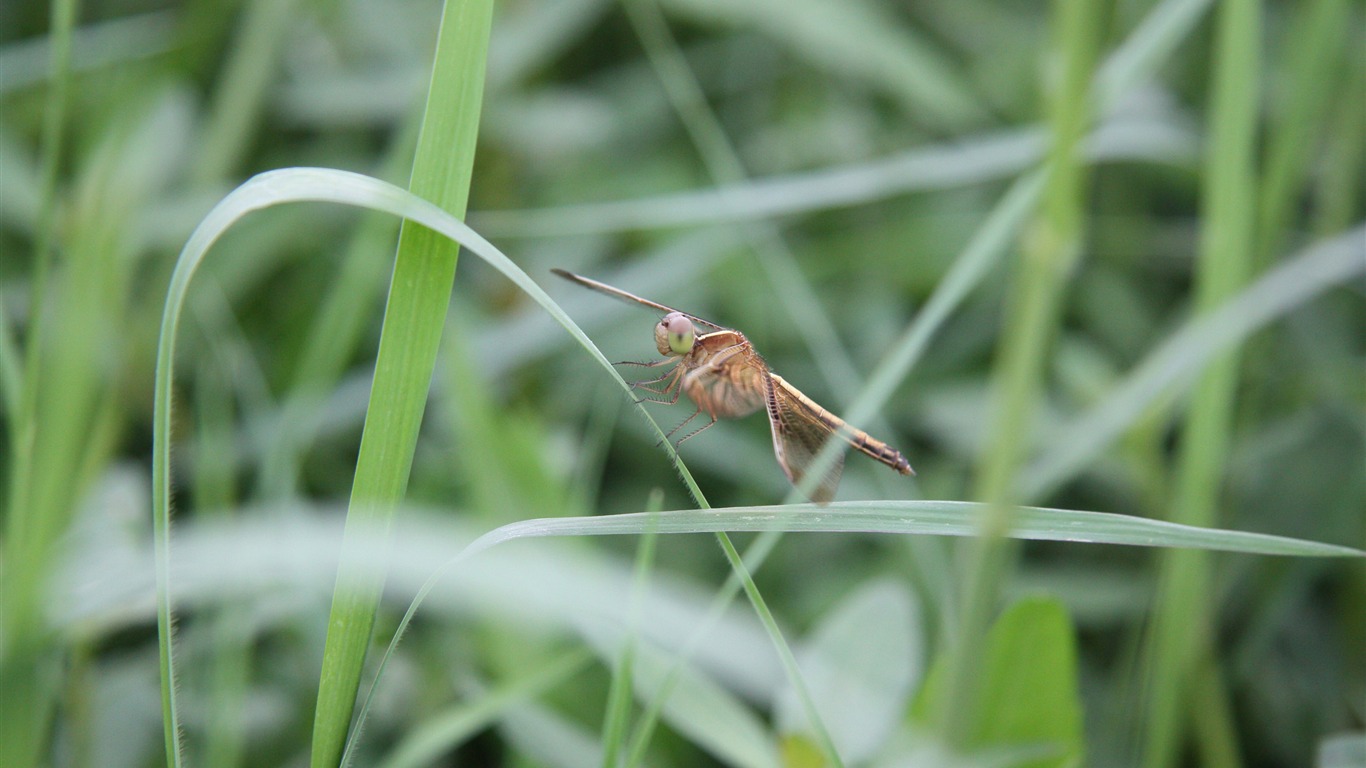 佳能 EOS 450D 樣張壁紙 #8 - 1366x768
