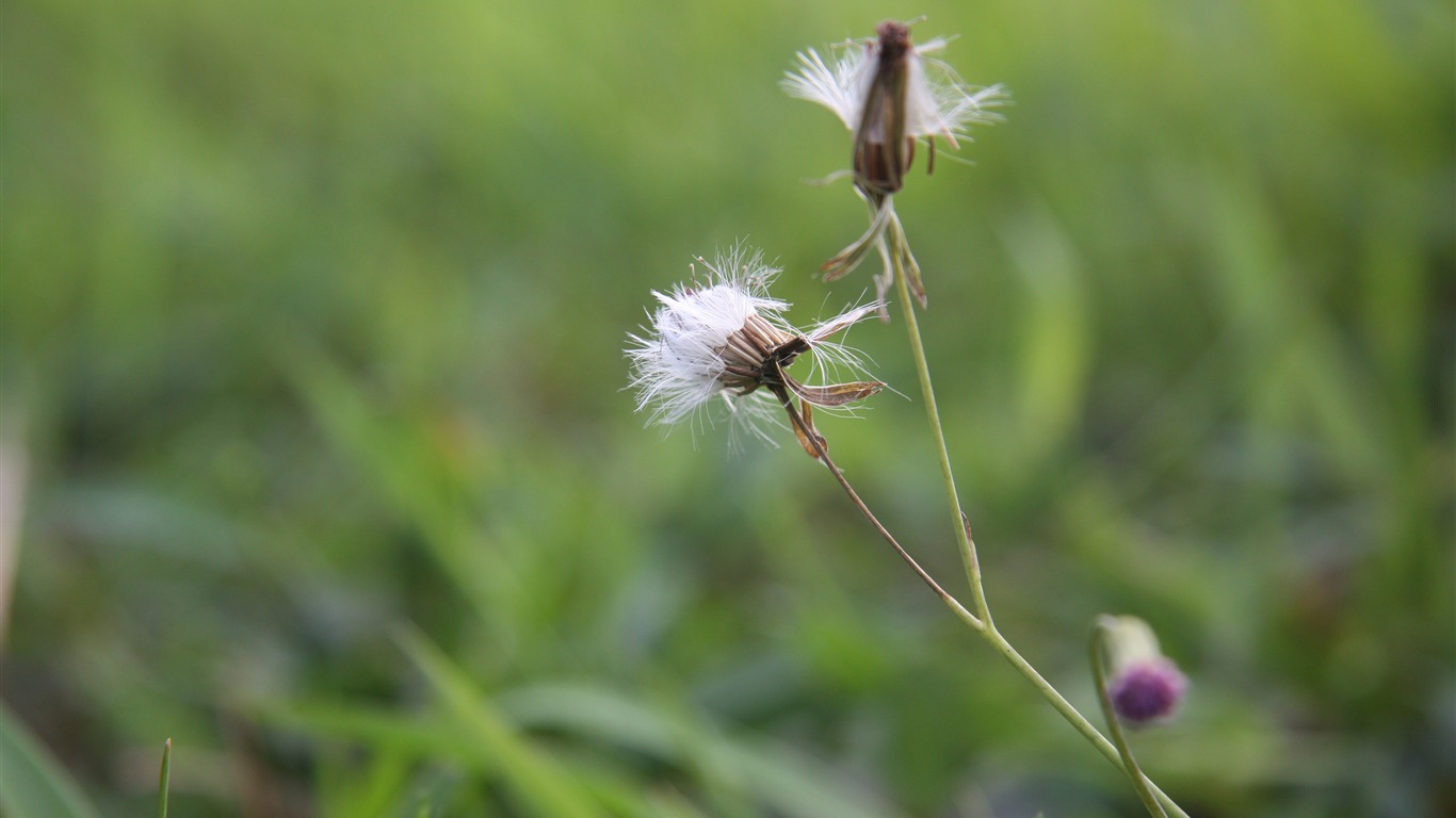 Canon EOS 450D proofs Wallpaper #9 - 1366x768