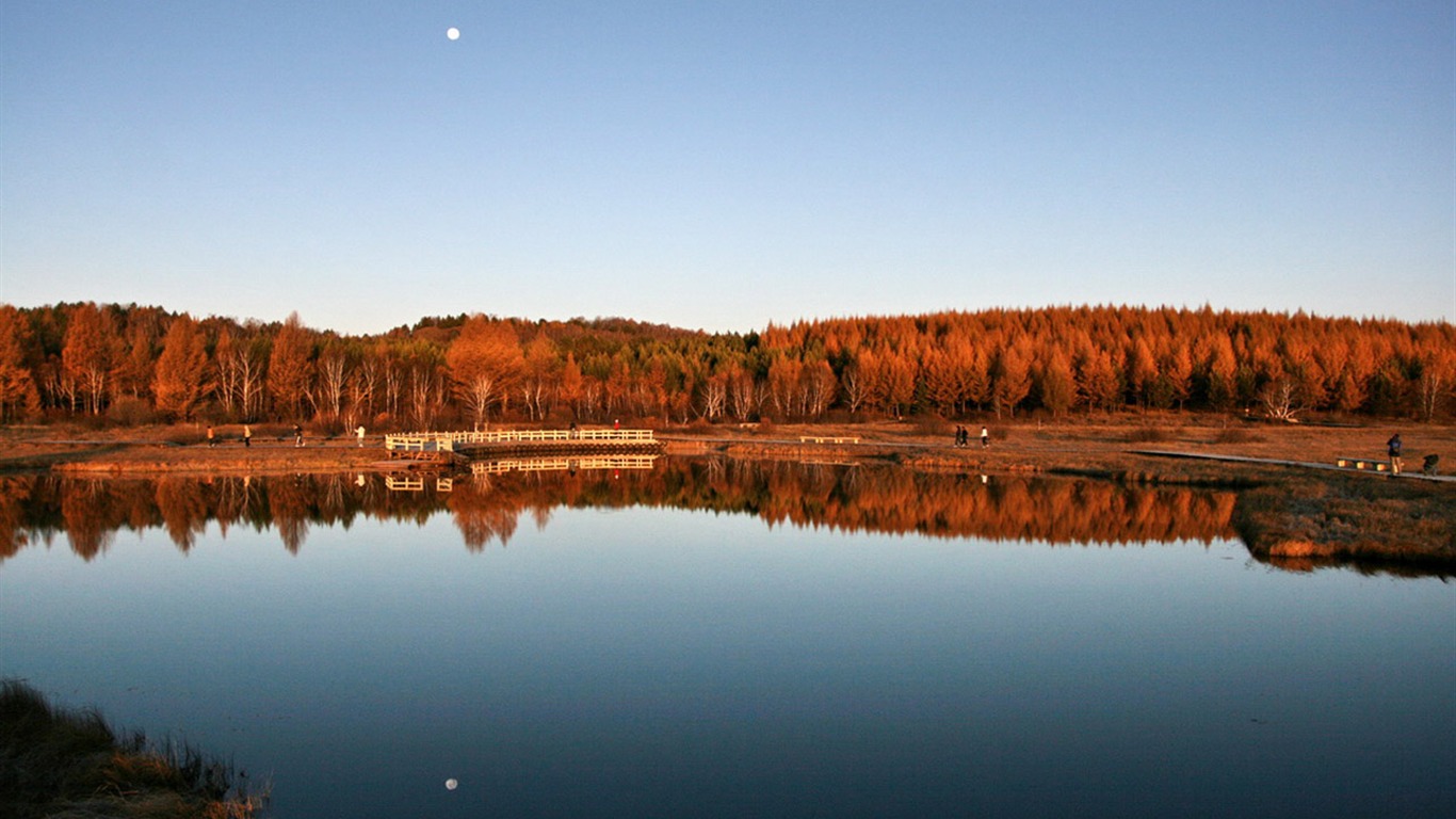 Paddock Saihanba (Minghu Metasequoia works) #1 - 1366x768