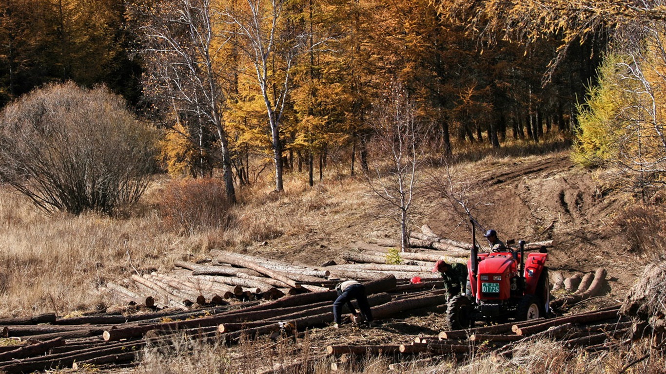 Paddock Saihanba (Minghu Metasequoia works) #11 - 1366x768