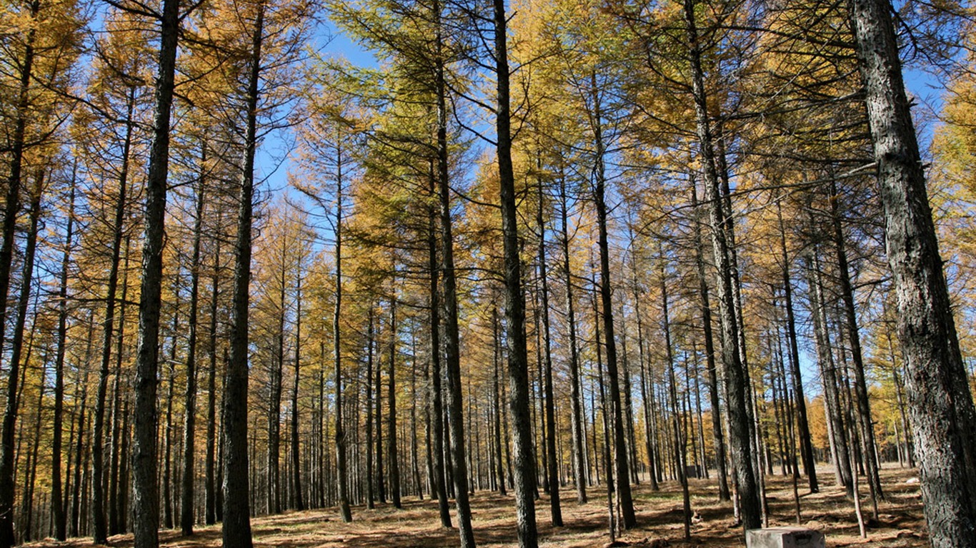 Paddock Saihanba (Minghu Metasequoia works) #12 - 1366x768