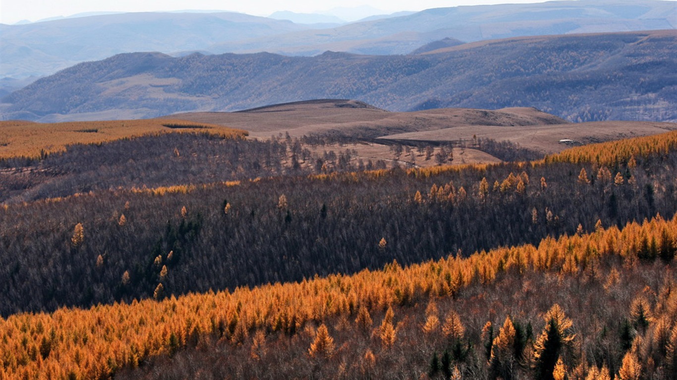 Paddock Saihanba (Minghu Metasequoia práce) #14 - 1366x768