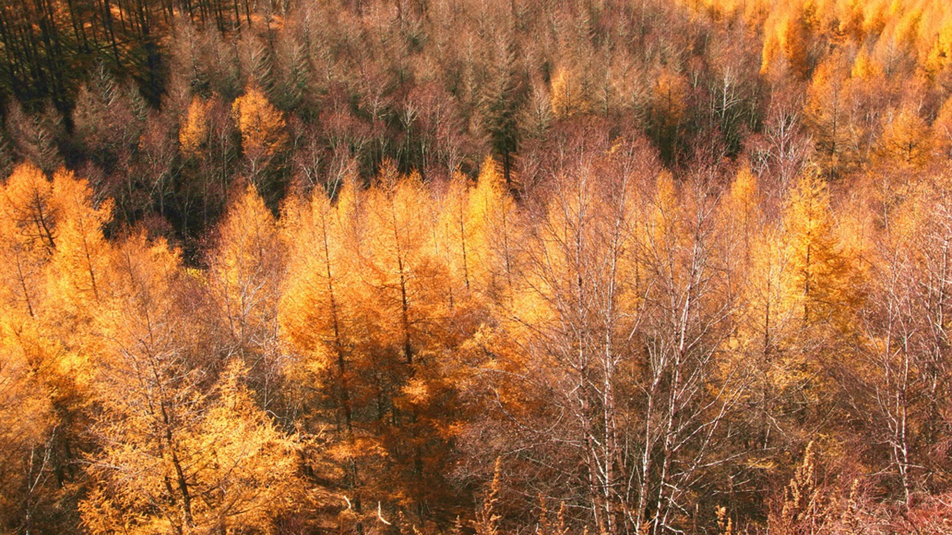Paddock Saihanba (Minghu Metasequoia práce) #16 - 1366x768