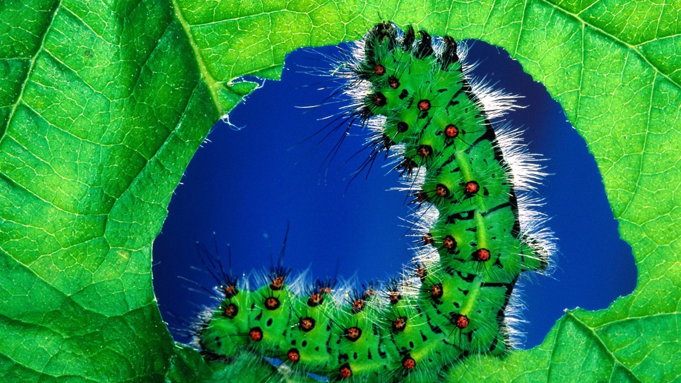 Insect Photo Wallpaper #5 - 1366x768