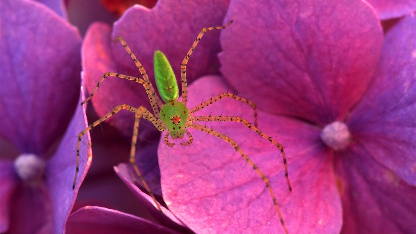 Fondo de pantalla de fotos de insectos #10 - 1366x768