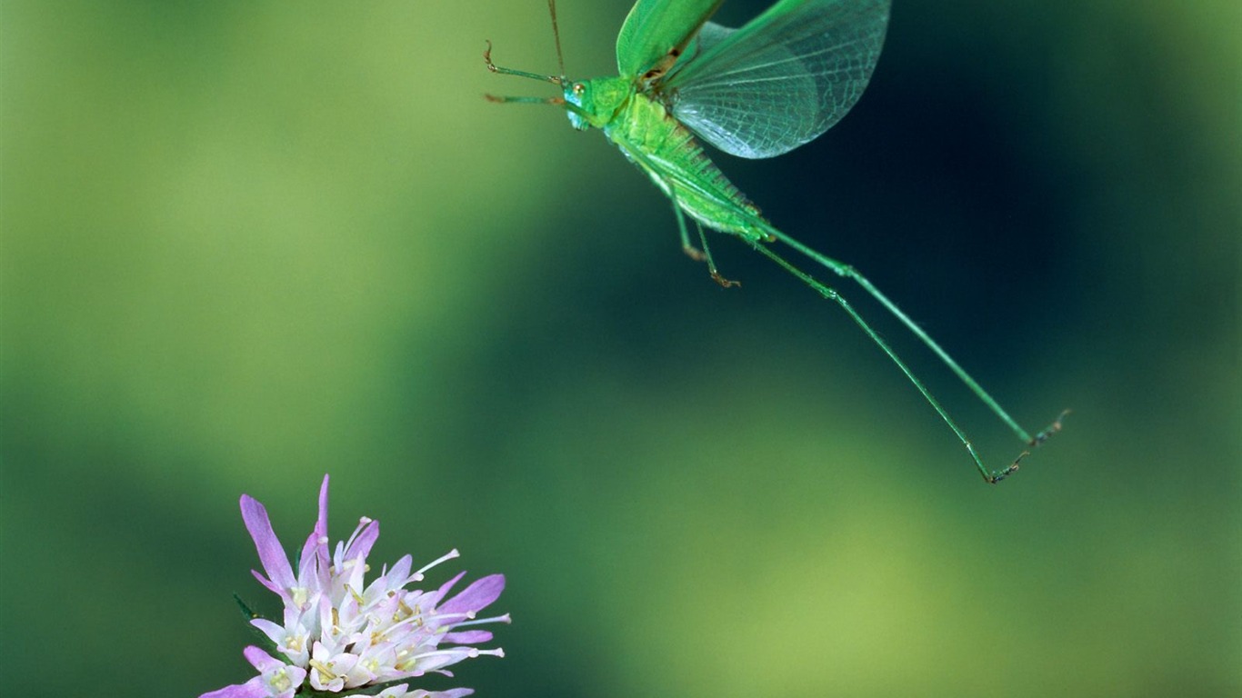 Fondo de pantalla de fotos de insectos #16 - 1366x768