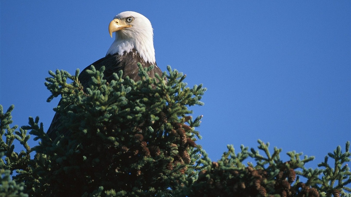 Eagle křídla letět wallpaper #2 - 1366x768