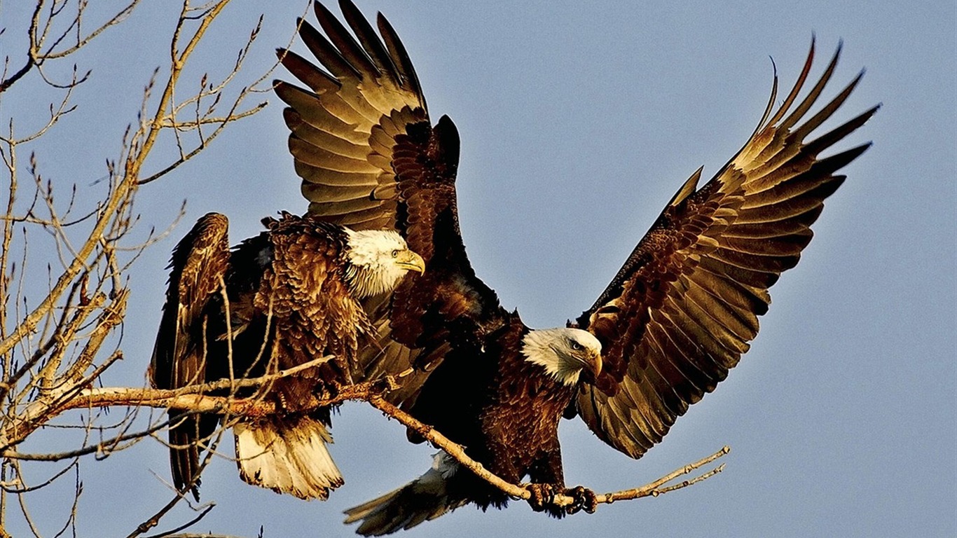 雄鷹展翅飛壁紙專輯 #3 - 1366x768