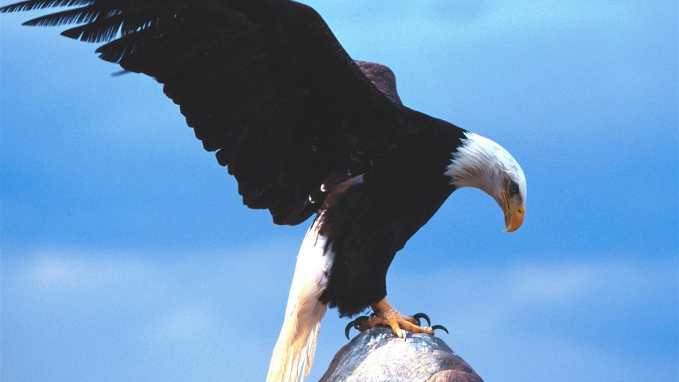 Eagle křídla letět wallpaper #6 - 1366x768