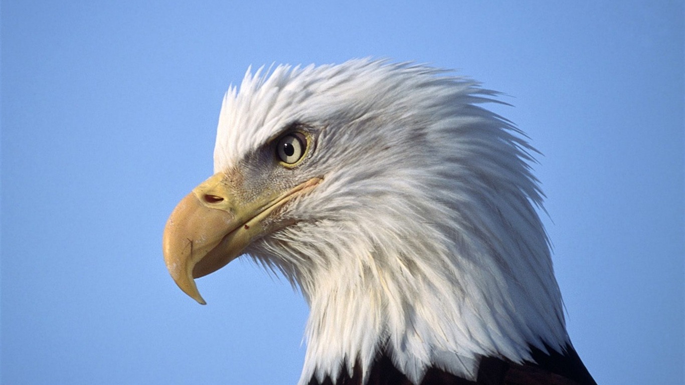 Eagle křídla letět wallpaper #13 - 1366x768