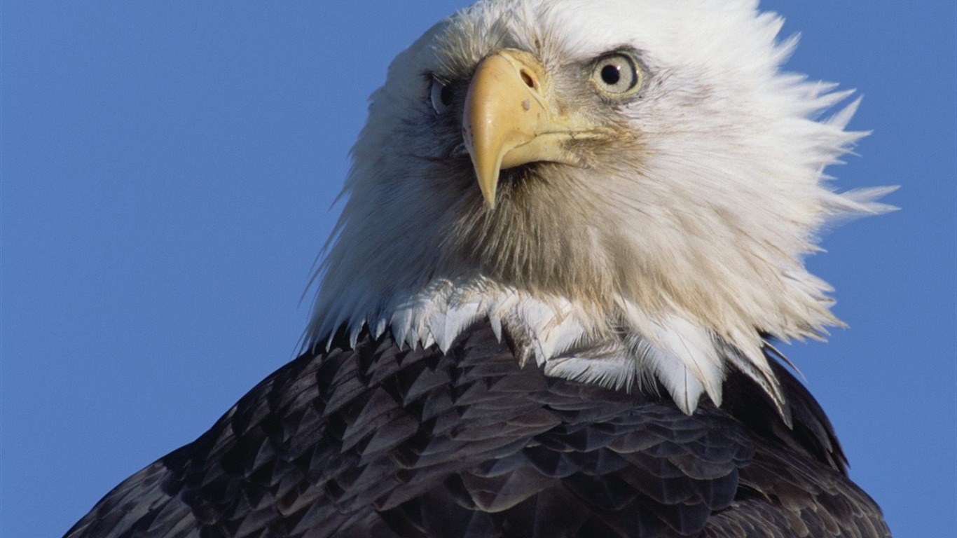 las alas del águila volar fondo de pantalla #19 - 1366x768