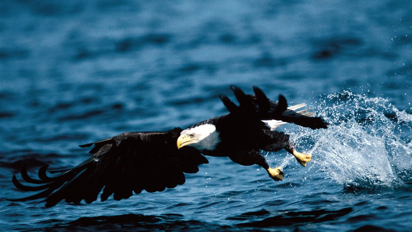Eagle křídla letět wallpaper #20 - 1366x768