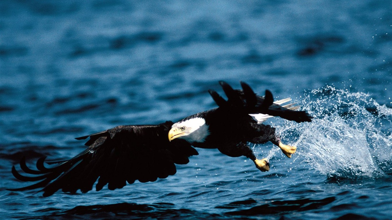 Eagle wings fly wallpaper #20 - 1366x768