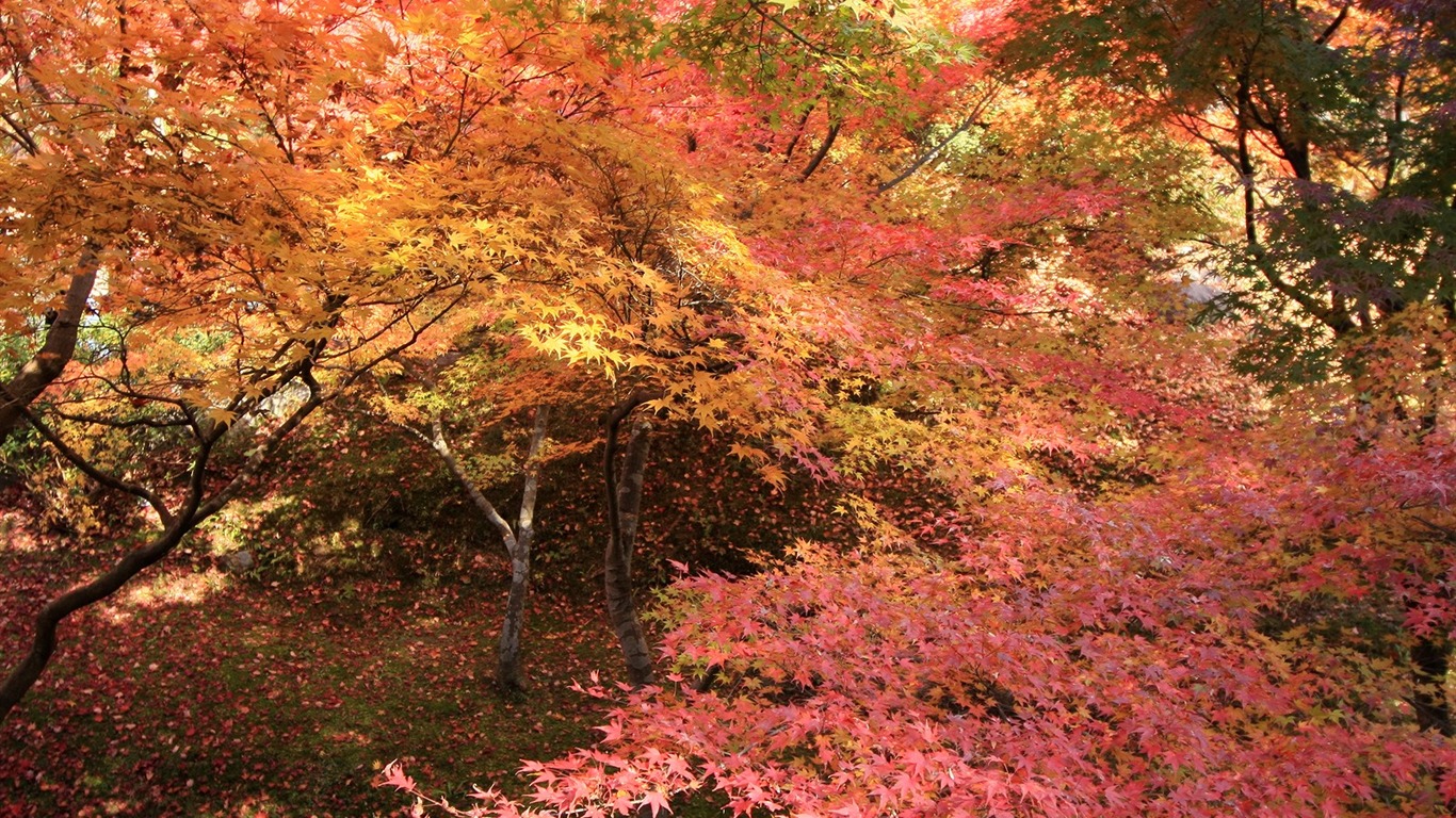 Fond d'écran Belle Feuille d'érable #3 - 1366x768