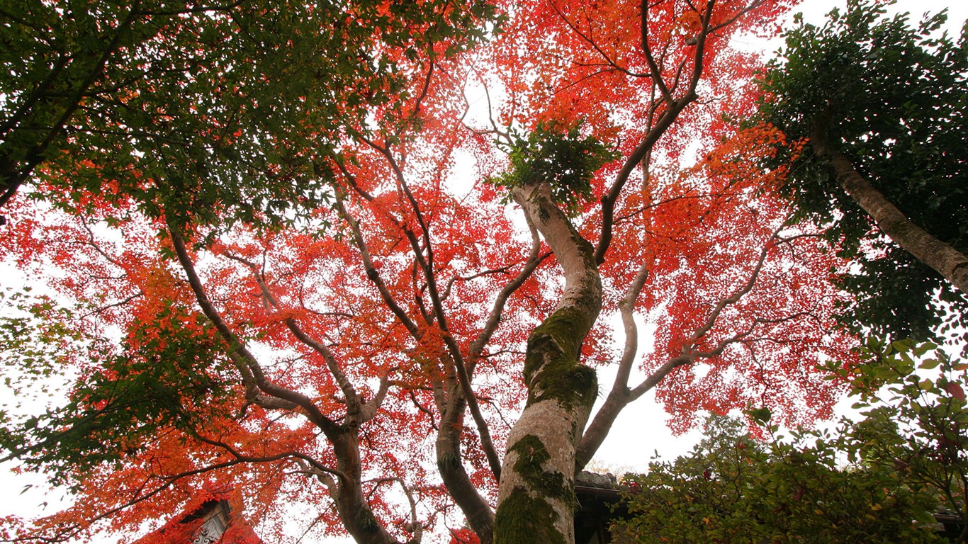 美麗楓葉滿天壁紙專輯 #4 - 1366x768