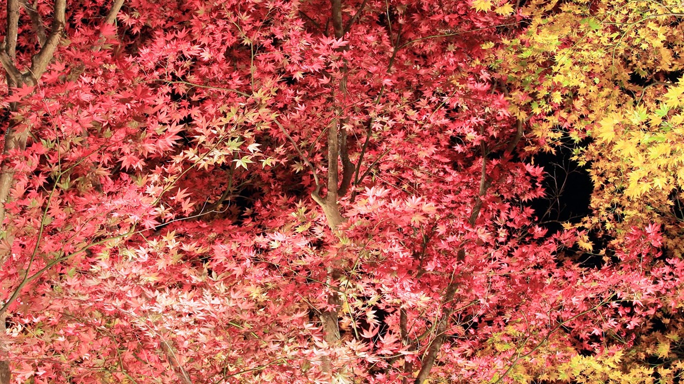 Beautiful Maple Leaf Wallpaper #5 - 1366x768