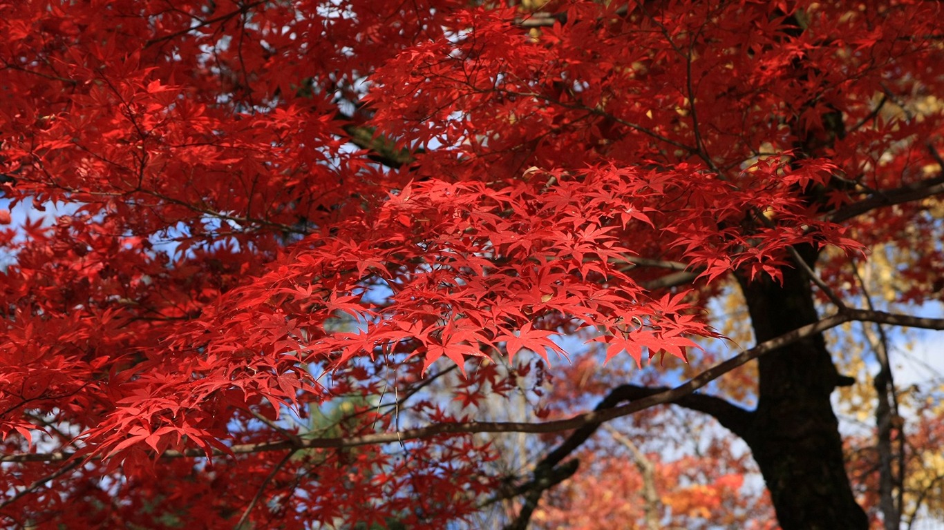 Beautiful Maple Leaf Wallpaper #6 - 1366x768