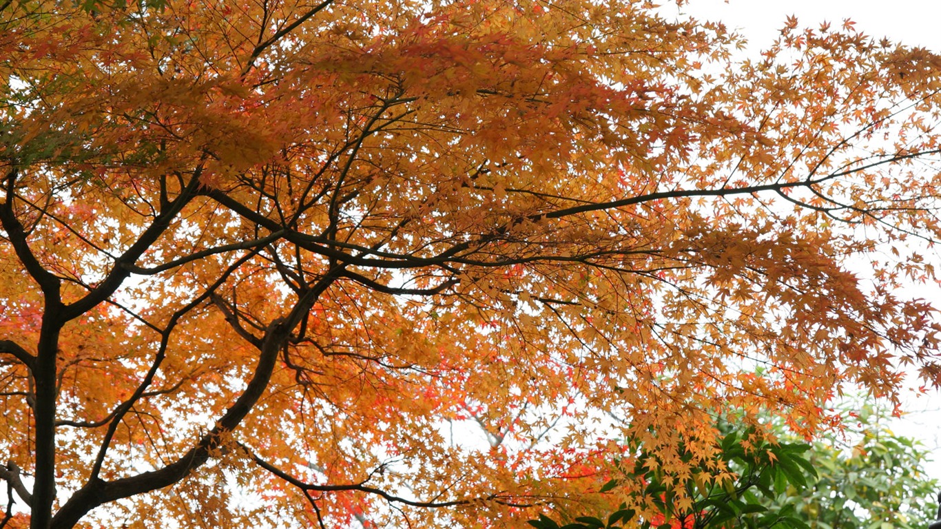 Krásné Maple Leaf Wallpaper #7 - 1366x768