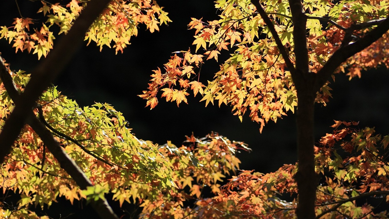 Krásné Maple Leaf Wallpaper #11 - 1366x768