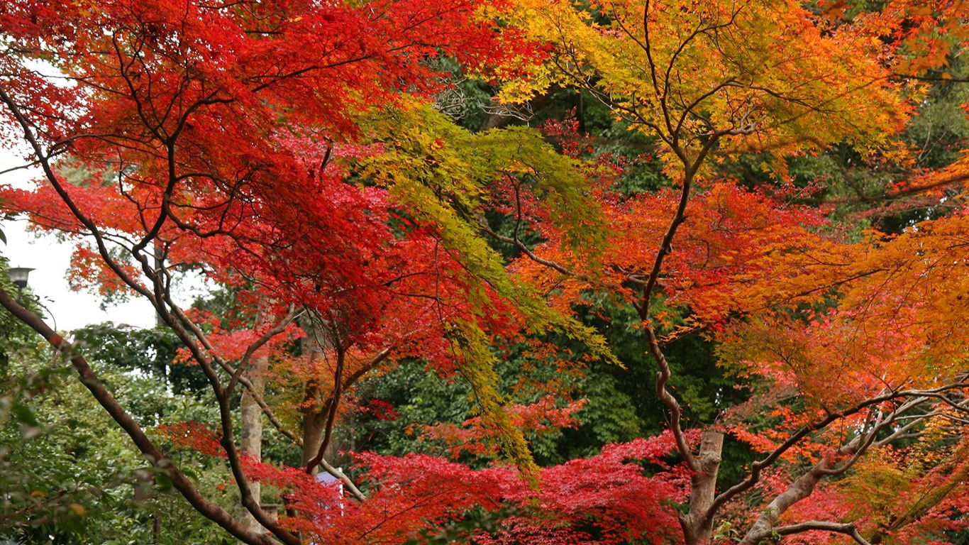 Beautiful Maple Leaf Wallpaper #14 - 1366x768