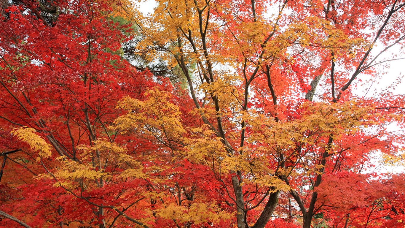 Beautiful Maple Leaf Wallpaper #17 - 1366x768