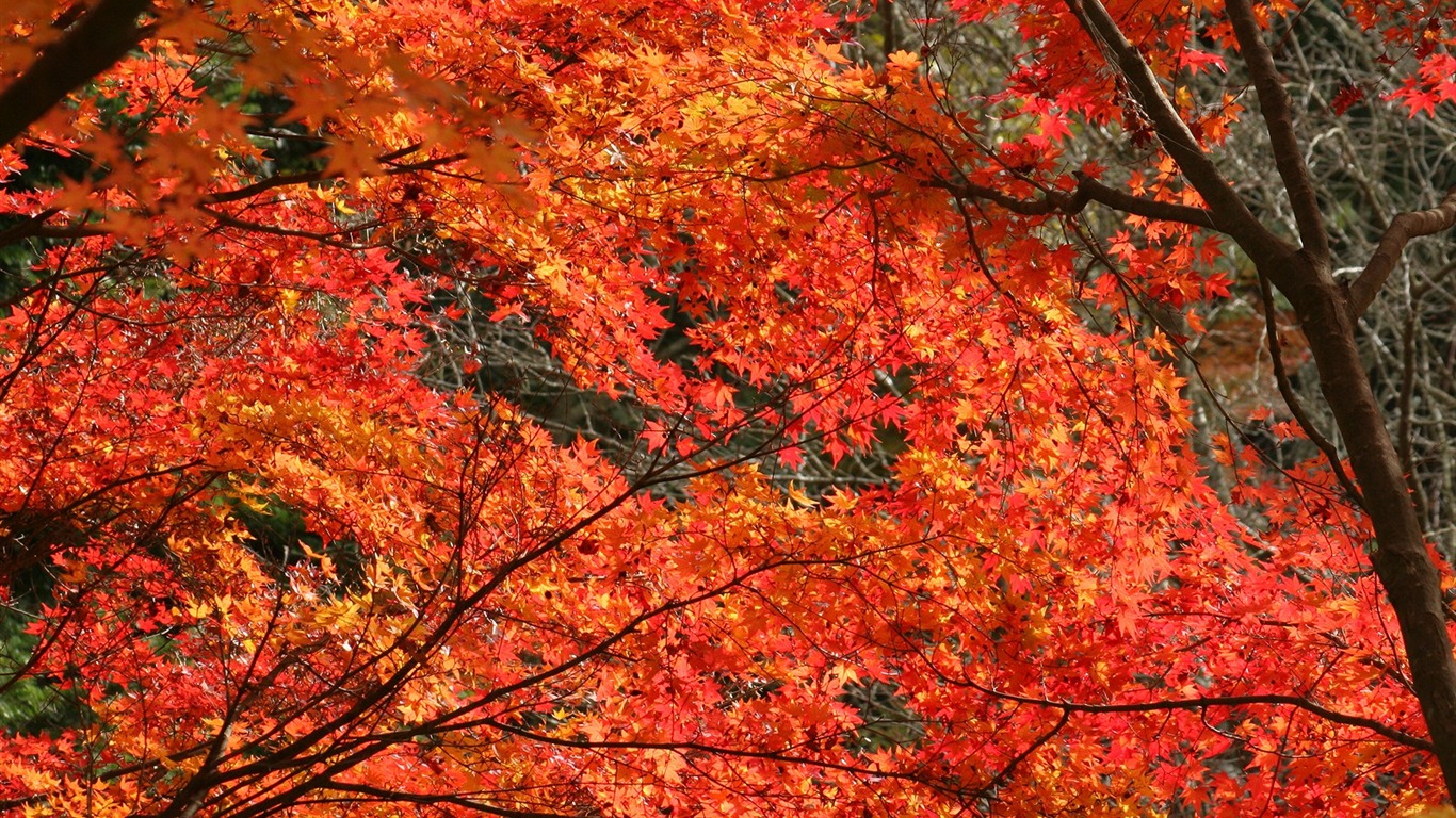 Fond d'écran Belle Feuille d'érable #20 - 1366x768