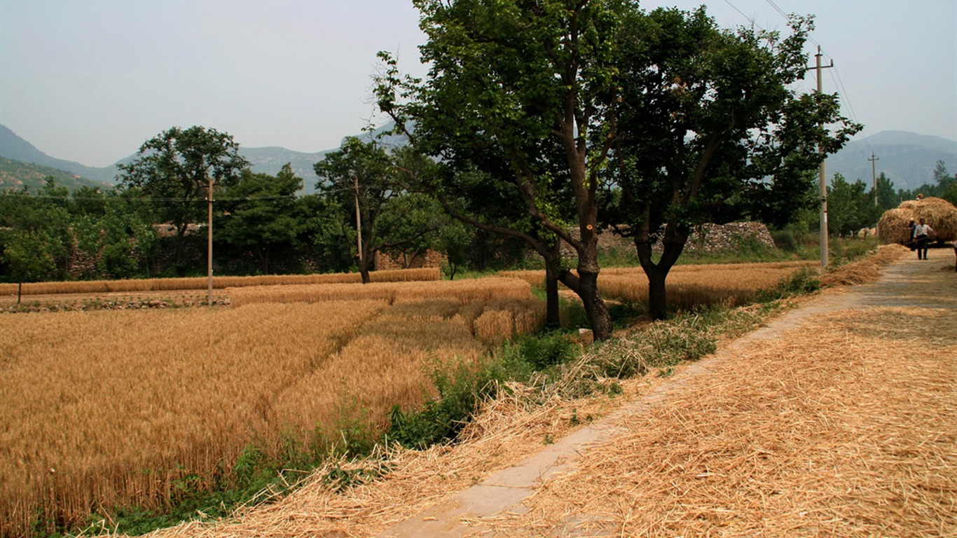 Wheat familiar (Minghu Metasequoia works) #1 - 1366x768