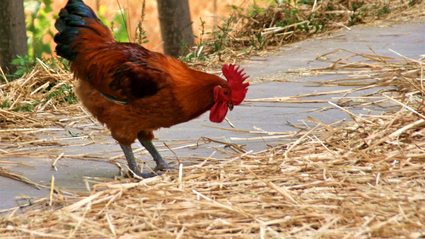 Wheat familiar (Minghu Metasequoia works) #2 - 1366x768