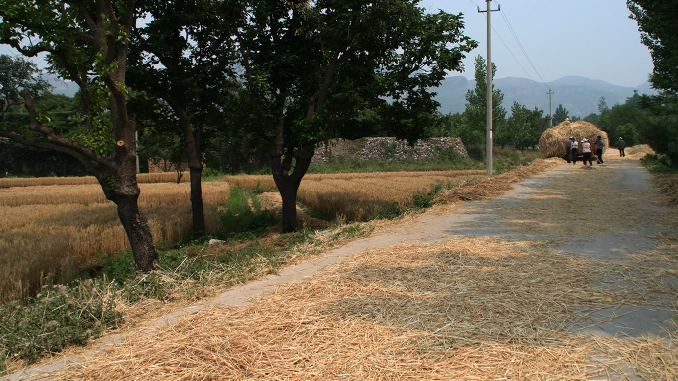 Wheat familiar (Minghu Metasequoia works) #6 - 1366x768