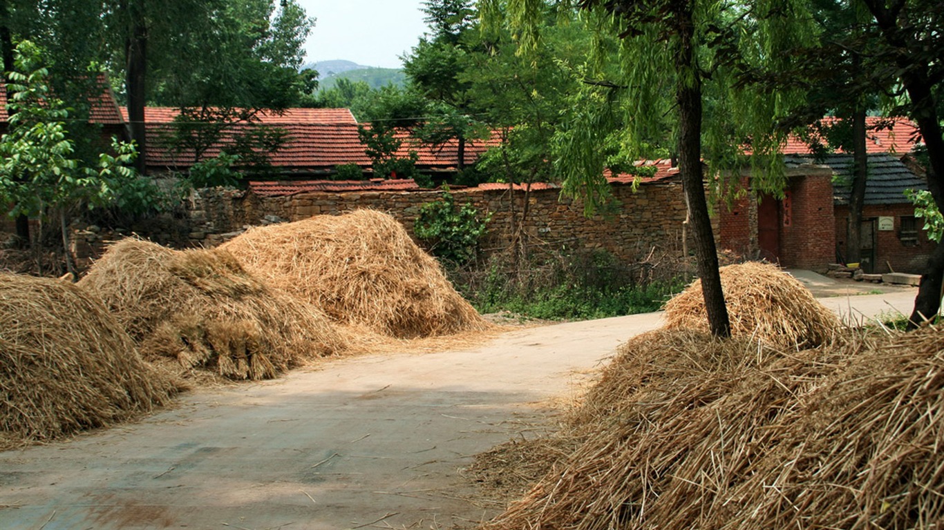 Wheat familiar (Minghu Metasequoia works) #9 - 1366x768