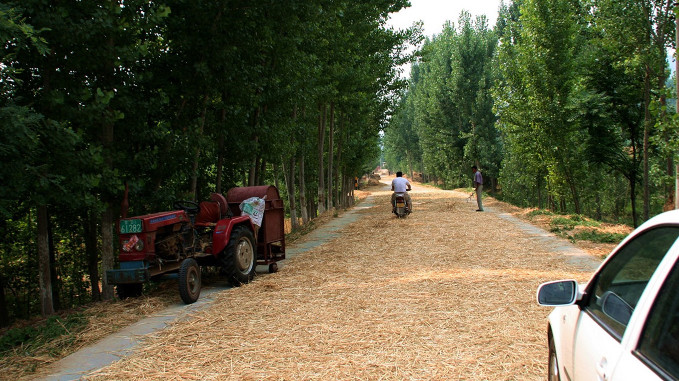 Pšenice známé (Minghu Metasequoia práce) #12 - 1366x768