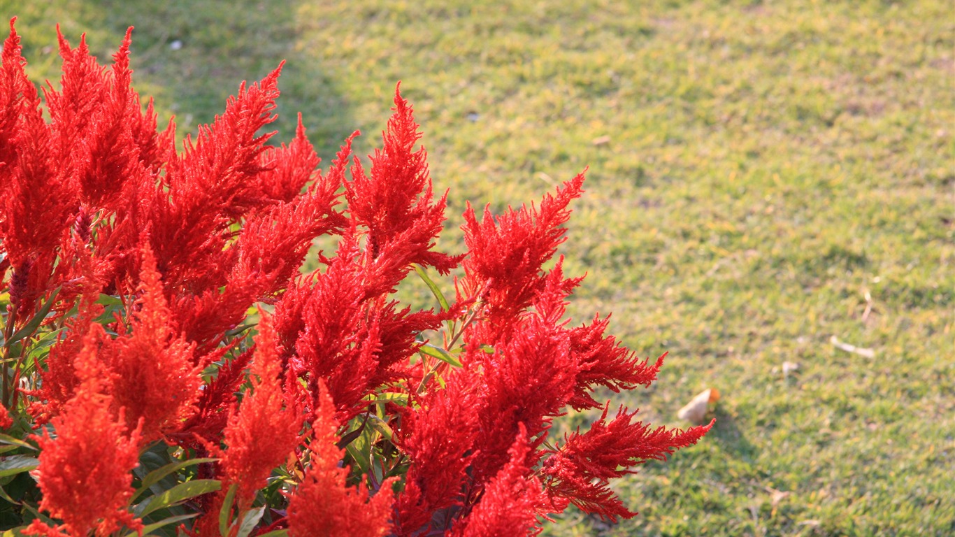 Canon EOS 40D proofs Wallpaper #16 - 1366x768