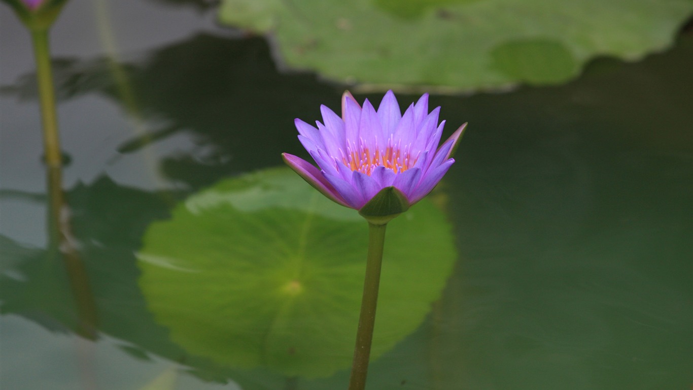 佳能 EOS 40D 样张壁纸 (评测样张)32 - 1366x768