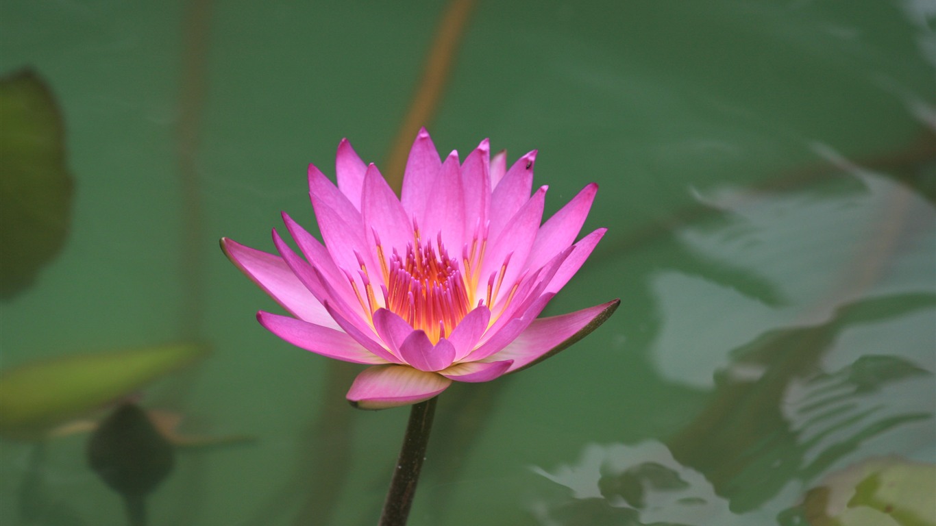 佳能 EOS 40D 樣張壁紙 #33 - 1366x768