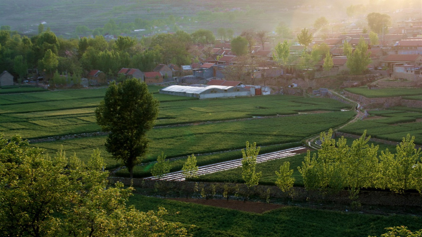 Laiwu Krajina (Minghu Metasequoia práce) #11 - 1366x768