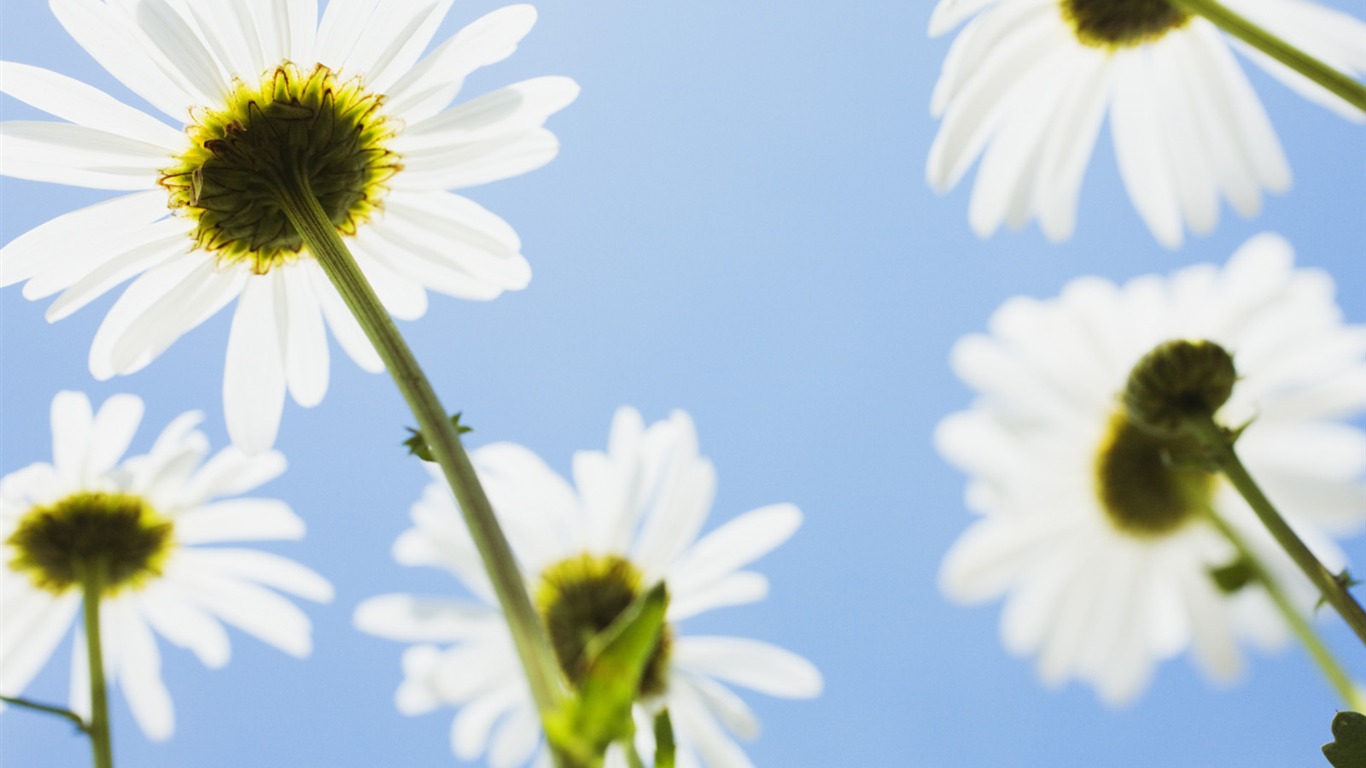 Under clear sky flowers #12 - 1366x768