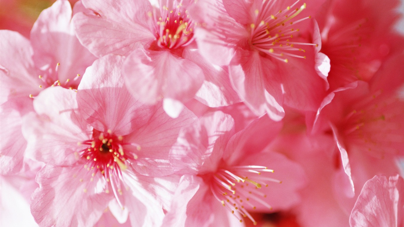 晴空下的鮮花 #14 - 1366x768