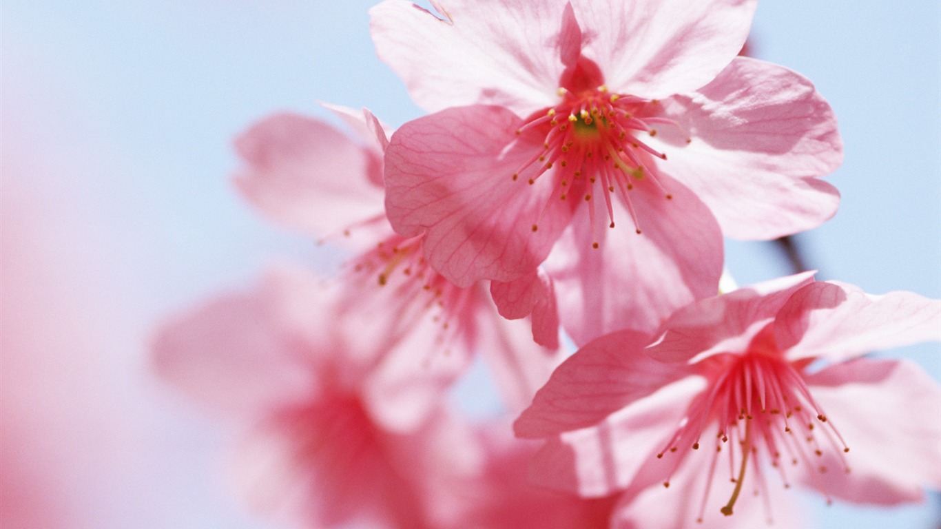 晴空下的鮮花 #15 - 1366x768