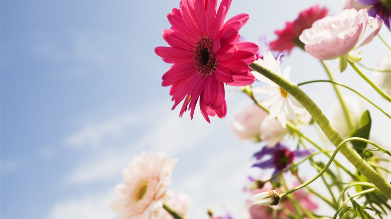 Under clear sky flowers #18 - 1366x768