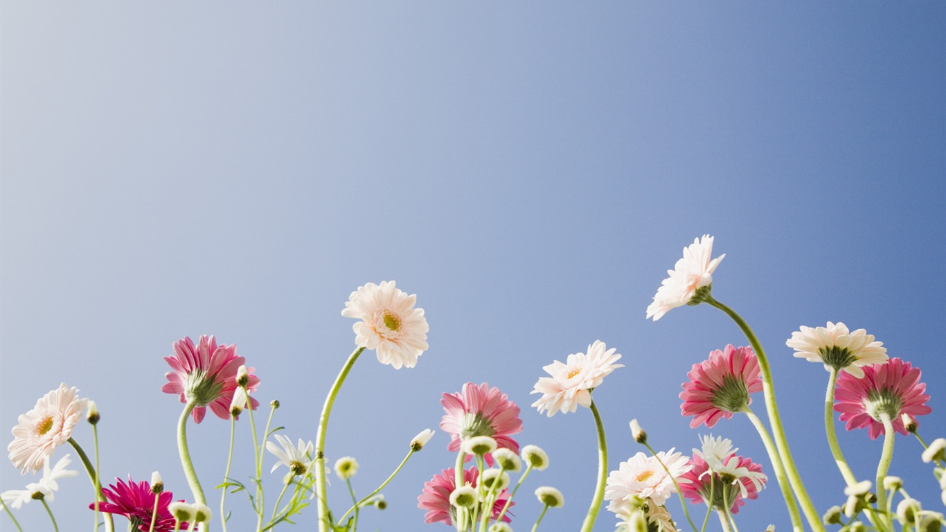 Under clear sky flowers #20 - 1366x768