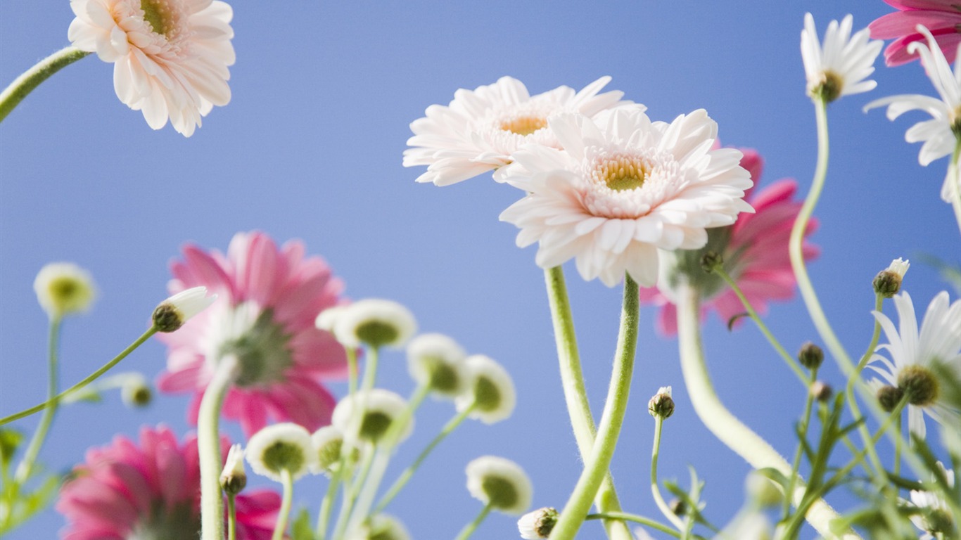 Under clear sky flowers #21 - 1366x768