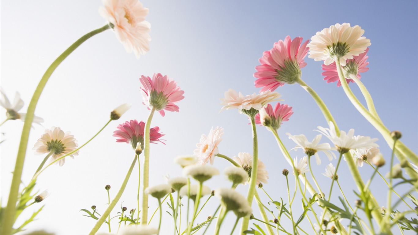 晴空下的鮮花 #22 - 1366x768