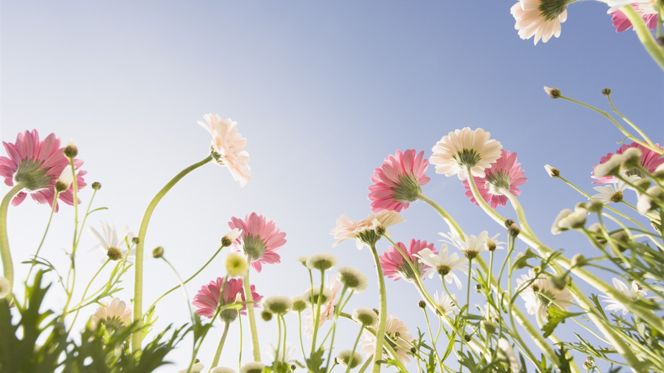 Under clear sky flowers #23 - 1366x768