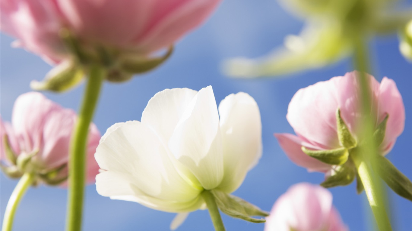 晴空下的鮮花 #24 - 1366x768