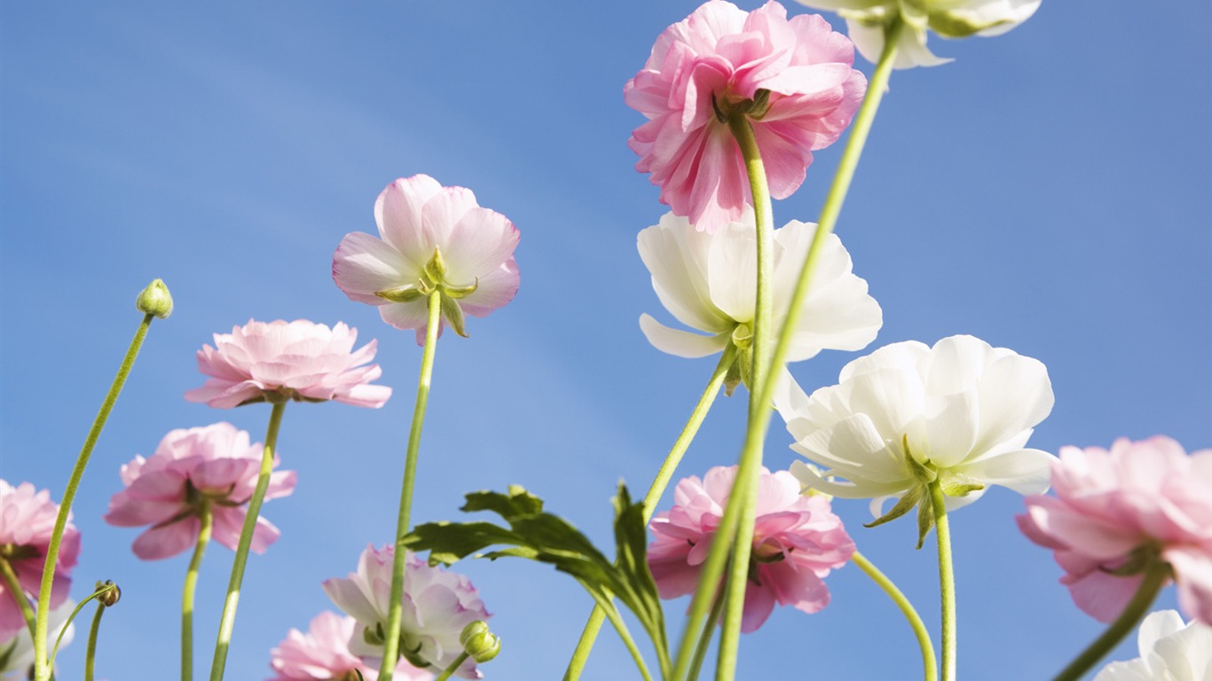 Under clear sky flowers #26 - 1366x768