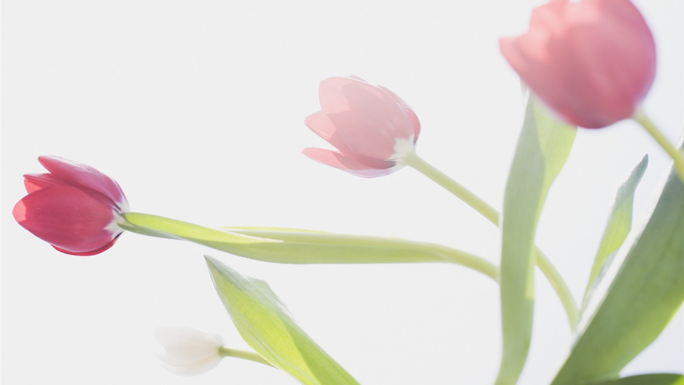 Under clear sky flowers #29 - 1366x768