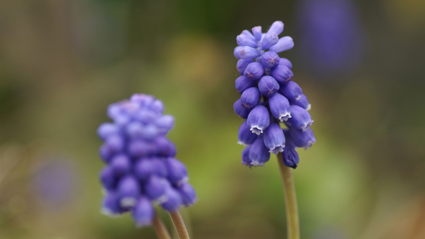 個人花卉攝影壁紙 #4 - 1366x768