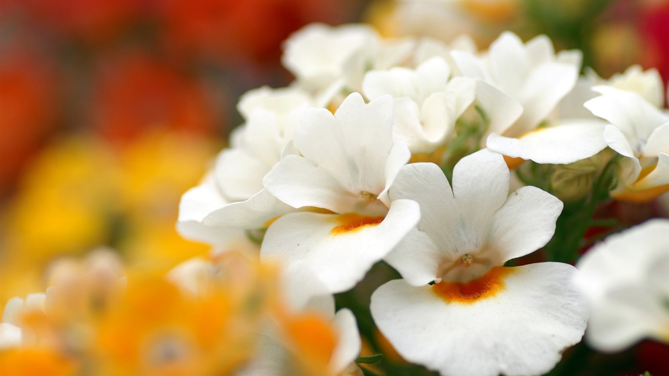個人花卉攝影壁紙 #6 - 1366x768