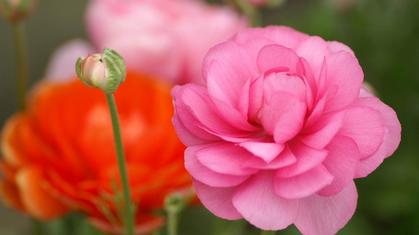 個人花卉攝影壁紙 #8 - 1366x768